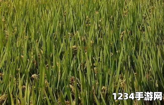 王者荣耀，国服第一四千暴击孙尚香的强势攻略与实战解析